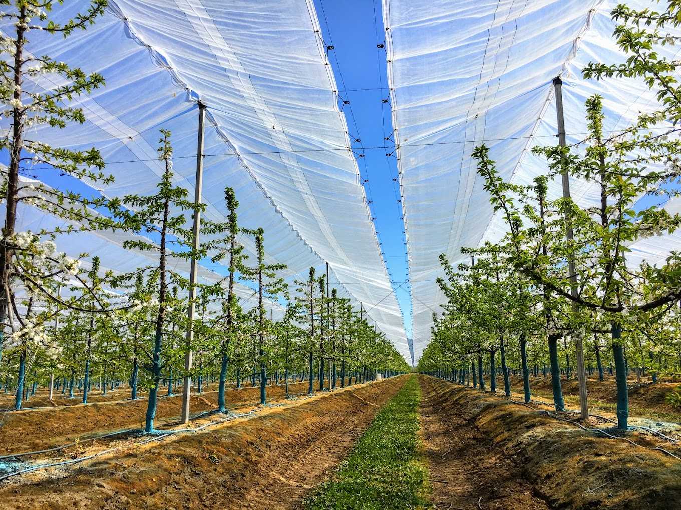 B&acirc;che de couverture de verger