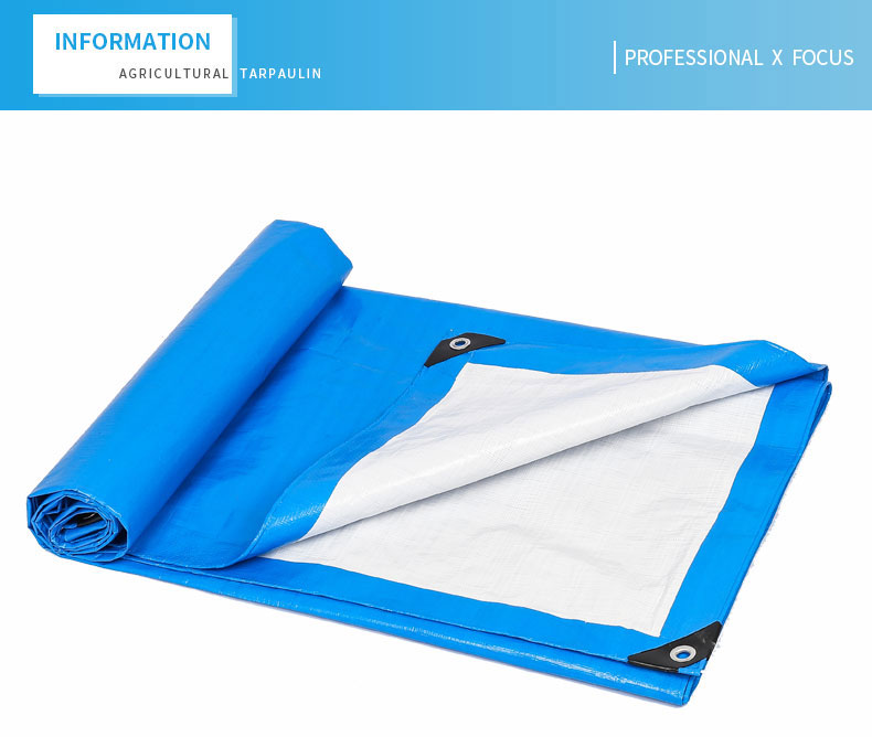 professionnel x focus