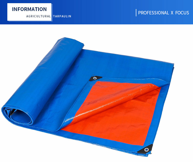 professionnel x focus