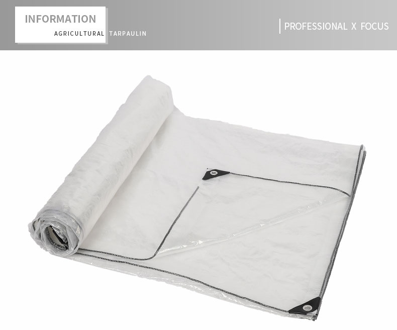 professionnel x focus