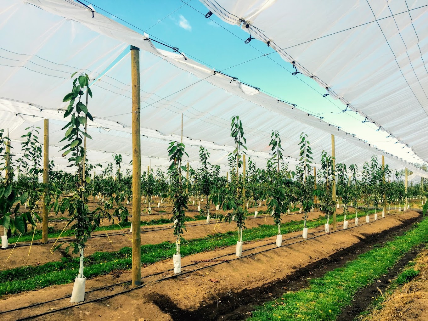 couverture du verger