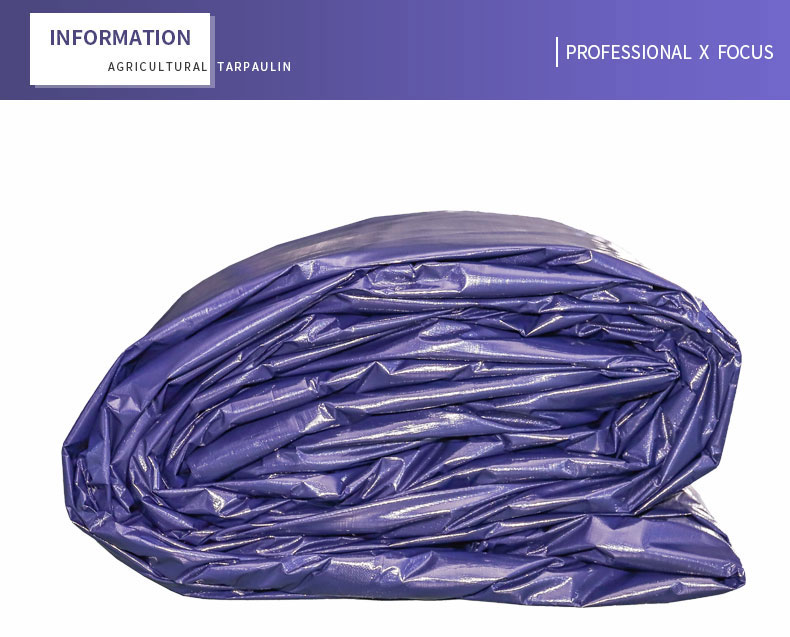 professionnel x focus