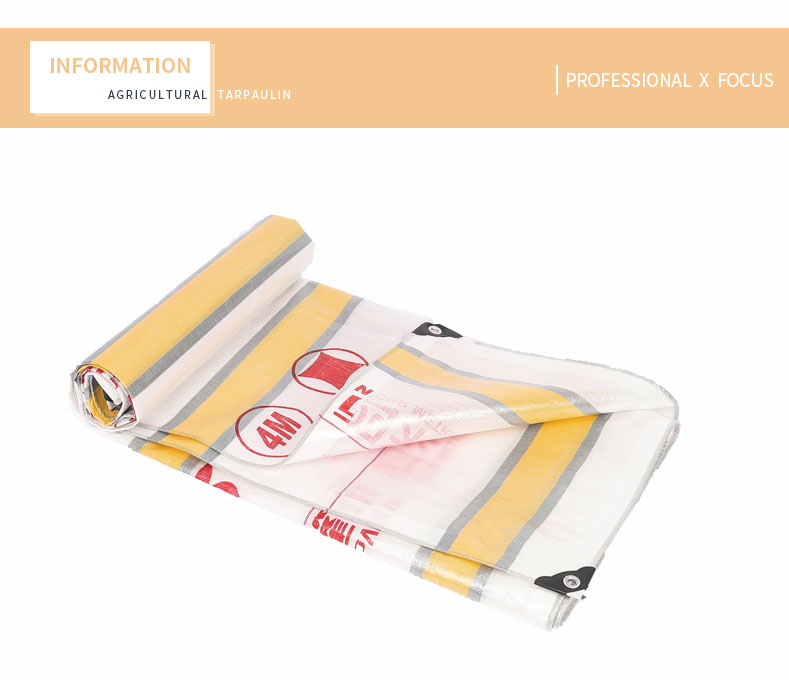 professionnel x focus